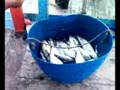 dj sham memancing