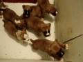videos de tessa's first litter last videos