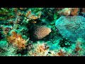 Moray Spotted