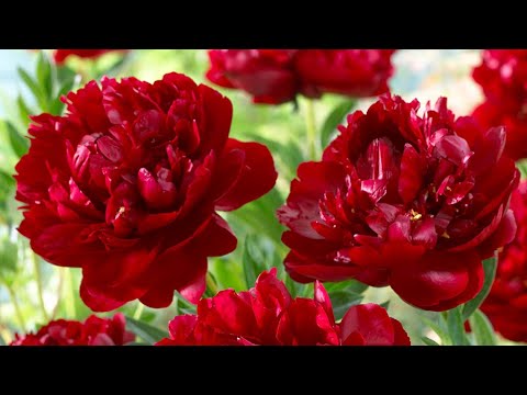 how to replant peony bushes