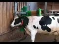 SCHURR cow-brush 2-brushsystem MADE IN GERMANY