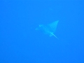 Eagle Ray - Cozumel