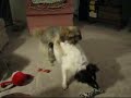 Lesbian Humper Dog Lesbian Humper Dog