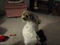 Lesbian Humper Dog