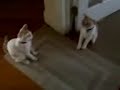 Cats fighting when they meet. FUNNY