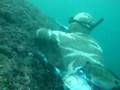 videos de Agachon aos sargos em Sagres