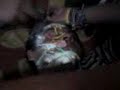 Miguel Fashion (Strok�s Return)