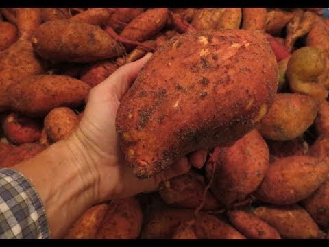 how to harvest sweet potatoes and store