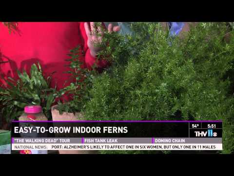 how to transplant a bird's nest fern