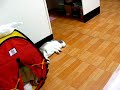 兔子超可愛睡姿