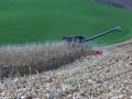 Combining Corn with CIH 8010