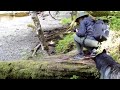 Stream Crossing over tree