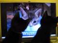Re-Kitten-and-his-bo