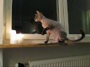 Melchior putting out candles