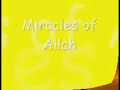 Youcef - Miracles of Allah SWT