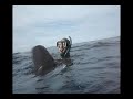 Spearfishing: On the Cobia Trail Spearfishing: On the Cobia Trail