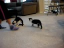Introductions to our kittens