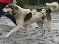 PAHLAVA 12months old