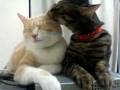 videos de ONLY YOU cute animals in love