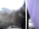 Pullo