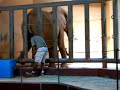 Zoo Atlanta - Elephant Maintenance
