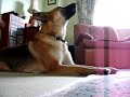 howling-chihuahua.html