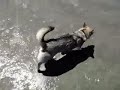0fd7f12af60fa1e9.mp4