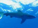 longimanus