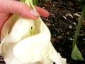 videos de 09-21-2008 Shre AA 13   009