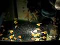 Metriaclima Estherae Fry (Sabre Dance)