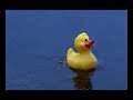 Nice Weather For Ducks