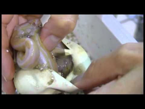 YouTube reptile video