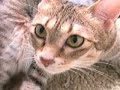 kittens 4 kittens 4