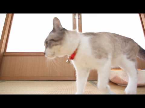 戸を開けるくろ 160714 Cats Opening Door 2016#6