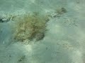 Cuttle Fish