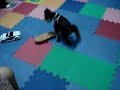 cute-dog-digging-for-crabs-nags-head-nc.html