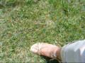 French Tip Toes in Sandals