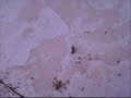 Red Ants Vs Black Ants!