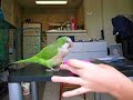 Parrot Training: toys in a cup