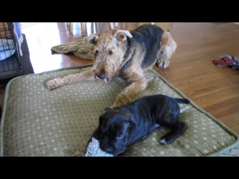 cane corso