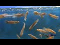 betta macrostoma 111207 betta macrostoma 111207