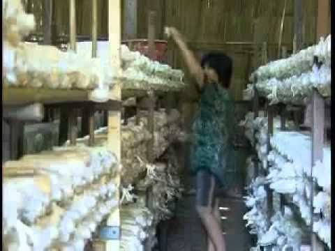การเพาะเห็ดนางฟ้า - นำเสนอโดย. ท.ทิวเทือกเขา http://www.kasetsomboon.org บ้านเกษตรสมบูรณ์ ต.ร่มเย็น อ.เชียงคำ จ.พะเยา...