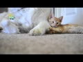 video 38: Touching moment between dog and kitten