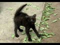 Funny Cats! Funny Cats!