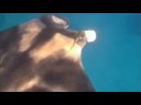 Manta Ray in Red Sea