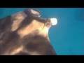 videos de Manta Ray in Red Sea