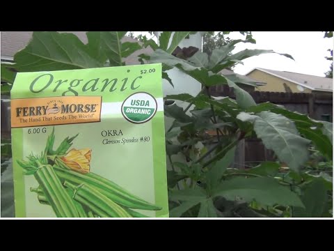 how to replant okra