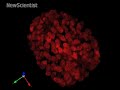 Nanoscope peers beyond the limits of light Nanoscope peers beyond the limits of light