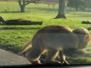 Longleat Park - Monkeys 4 in motion Longleat Park - Monkeys 4 in motion