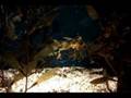 cudne zivali (strange animals)